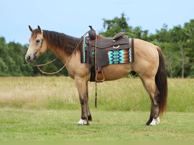 American Quarter Horse Castrone 8 Anni 145 cm Pelle di daino in Terrell, TX