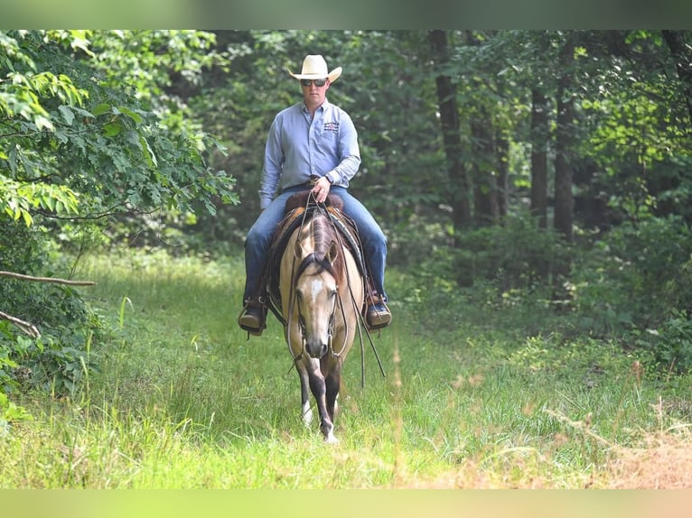 American Quarter Horse Castrone 8 Anni 145 cm Pelle di daino in Jackson, OH