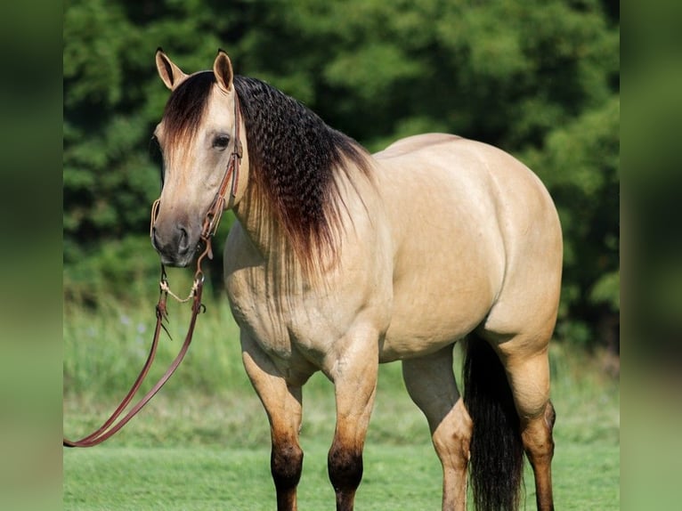 American Quarter Horse Castrone 8 Anni 145 cm Pelle di daino in Mount Vernon