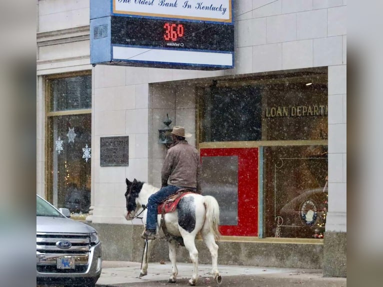 American Quarter Horse Castrone 8 Anni 145 cm Roano blu in Brooksville KY