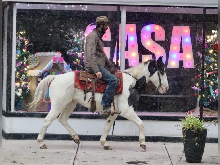 American Quarter Horse Castrone 8 Anni 145 cm Roano blu in Brooksville KY