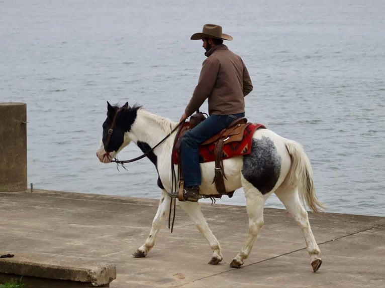 American Quarter Horse Castrone 8 Anni 145 cm Roano blu in Brooksville KY