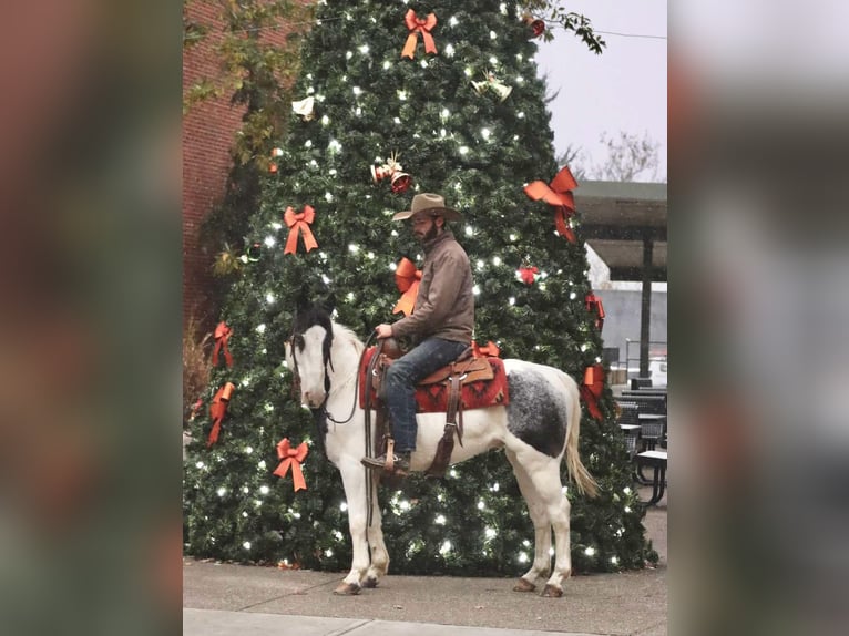 American Quarter Horse Castrone 8 Anni 145 cm Roano blu in Brooksville KY