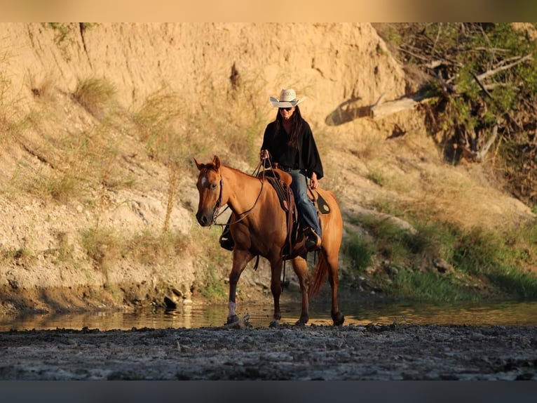 American Quarter Horse Castrone 8 Anni 145 cm Sauro ciliegia in Weatherford TX