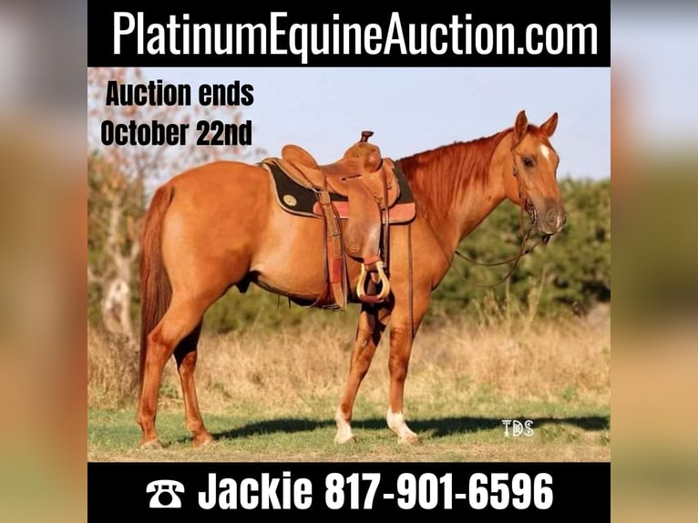 American Quarter Horse Castrone 8 Anni 145 cm Sauro ciliegia in Weatherford TX