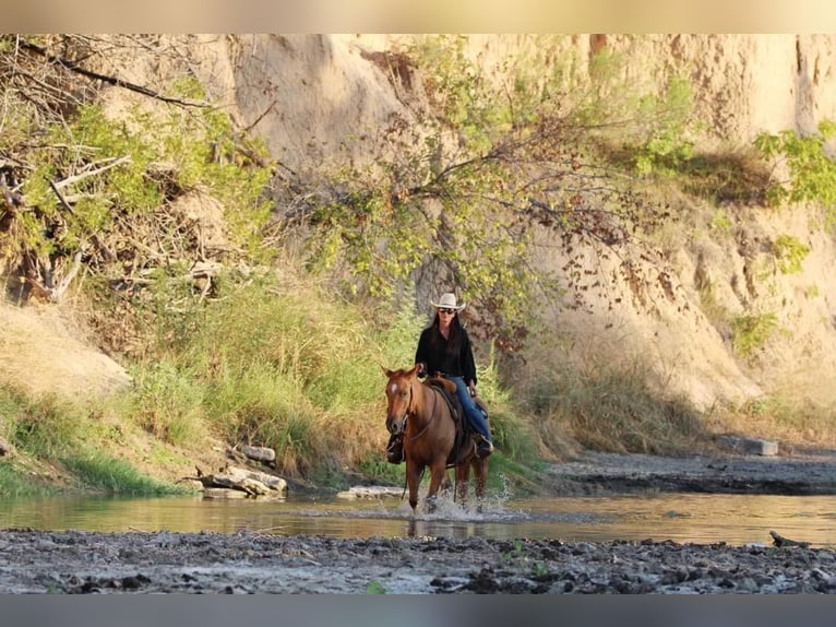 American Quarter Horse Castrone 8 Anni 145 cm Sauro ciliegia in Weatherford TX