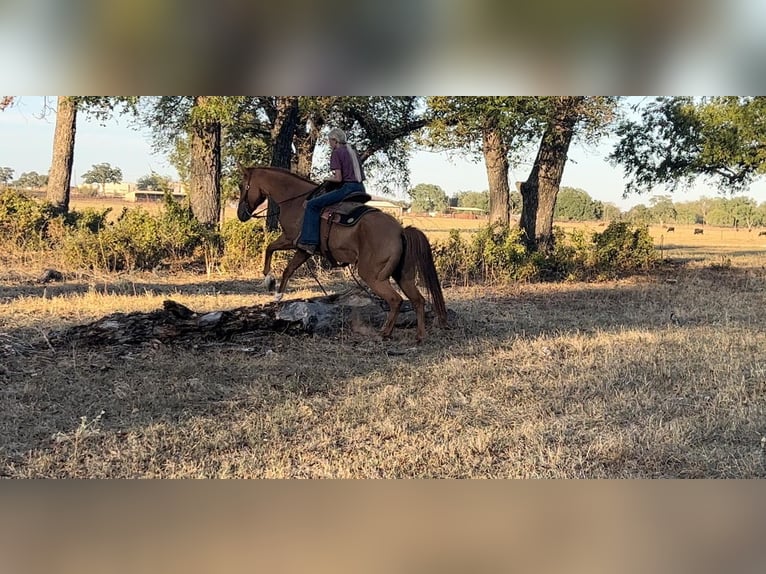 American Quarter Horse Castrone 8 Anni 145 cm Sauro ciliegia in Weatherford TX