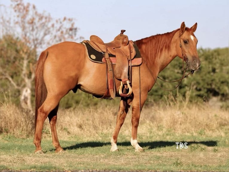 American Quarter Horse Castrone 8 Anni 145 cm Sauro ciliegia in Weatherford TX