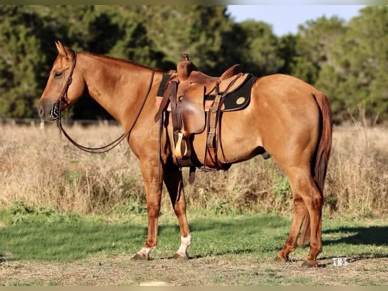 American Quarter Horse Castrone 8 Anni 145 cm Sauro ciliegia in Weatherford TX