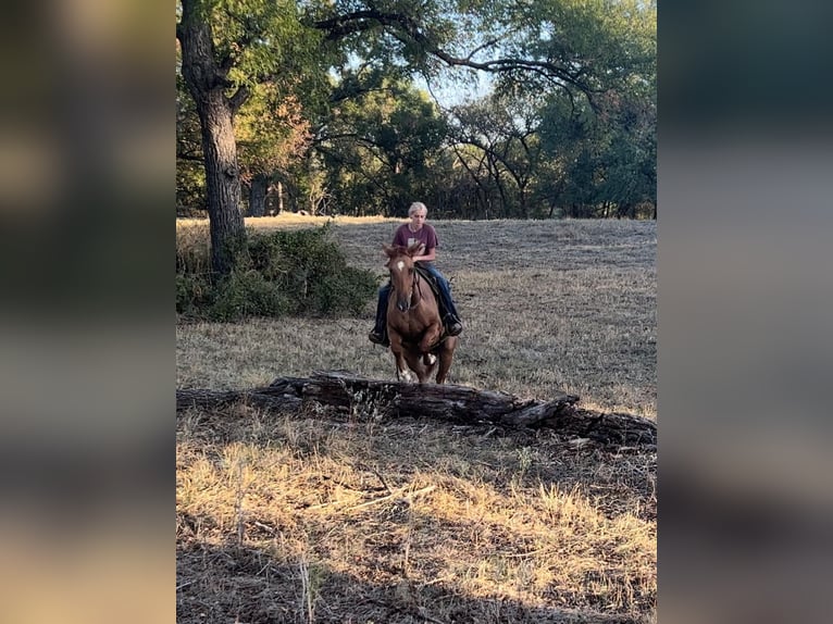 American Quarter Horse Castrone 8 Anni 145 cm Sauro ciliegia in Weatherford TX