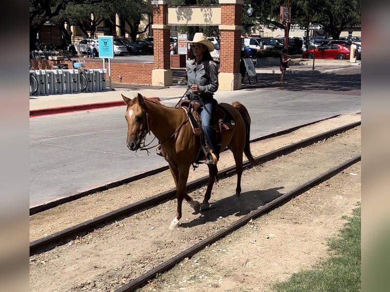 American Quarter Horse Castrone 8 Anni 145 cm Sauro ciliegia in Weatherford TX