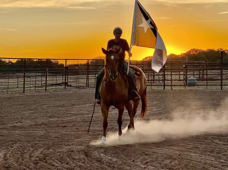 American Quarter Horse Castrone 8 Anni 145 cm Sauro ciliegia in Weatherford TX