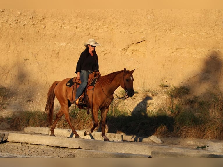 American Quarter Horse Castrone 8 Anni 145 cm Sauro ciliegia in Weatherford TX