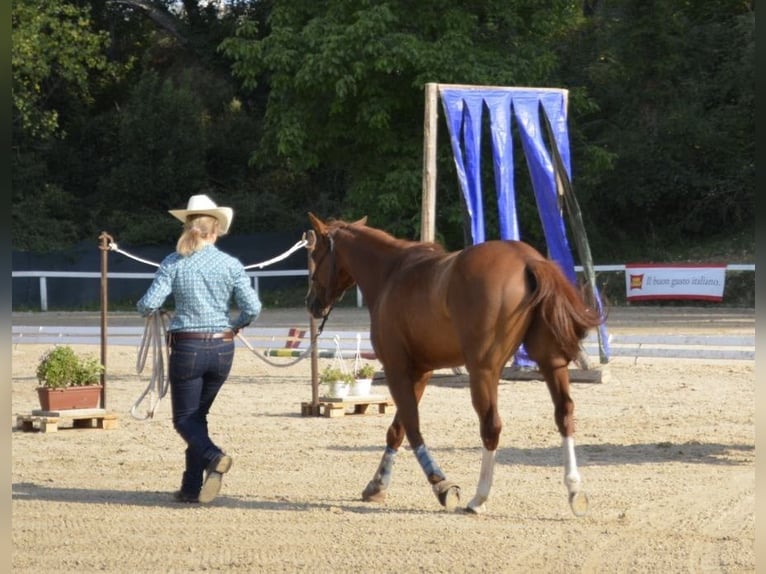 American Quarter Horse Castrone 8 Anni 145 cm Sauro in Capestrano