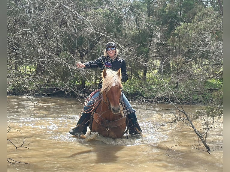 American Quarter Horse Castrone 8 Anni 145 cm Sauro scuro in Jacksboro TX