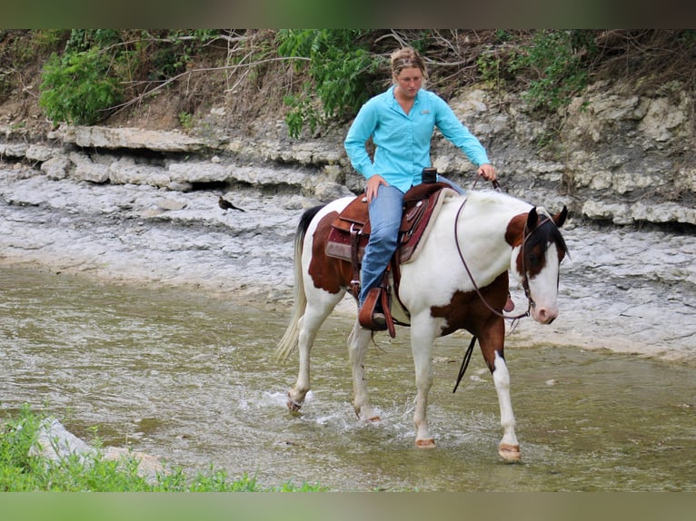 American Quarter Horse Castrone 8 Anni 145 cm Tobiano-tutti i colori in Eastland TX