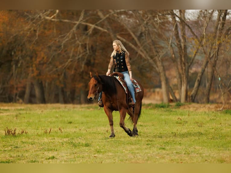 American Quarter Horse Castrone 8 Anni 147 cm Baio ciliegia in Quitman