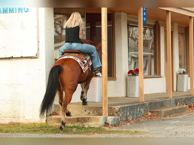 American Quarter Horse Castrone 8 Anni 147 cm Baio ciliegia in Quitman