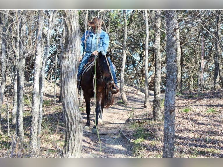 American Quarter Horse Castrone 8 Anni 147 cm Baio ciliegia in STEPHENVILLE, TX