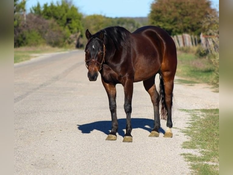 American Quarter Horse Castrone 8 Anni 147 cm Baio ciliegia in STEPHENVILLE, TX