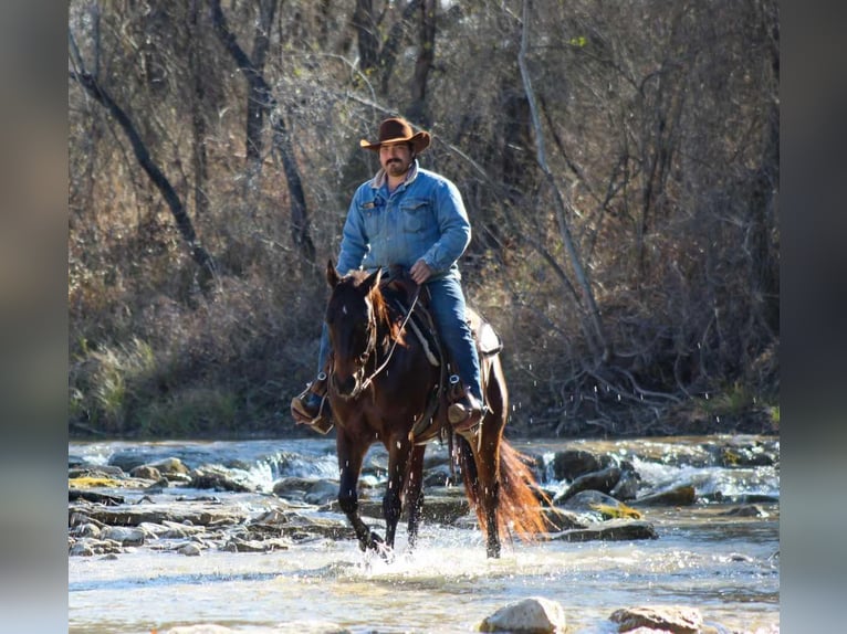 American Quarter Horse Castrone 8 Anni 147 cm Baio ciliegia in STEPHENVILLE, TX