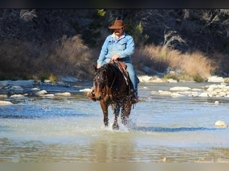 American Quarter Horse Castrone 8 Anni 147 cm Baio ciliegia in STEPHENVILLE, TX