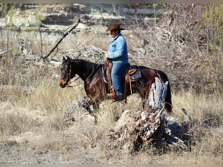 American Quarter Horse Castrone 8 Anni 147 cm Baio ciliegia in STEPHENVILLE, TX