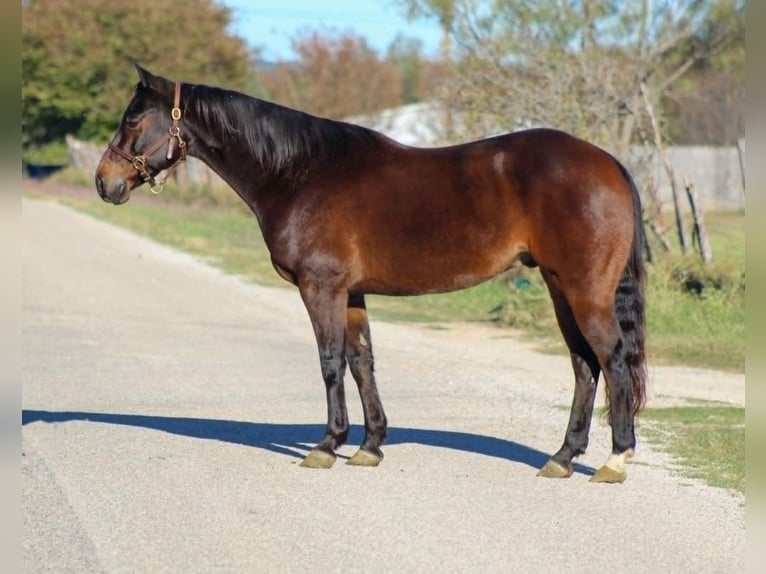 American Quarter Horse Castrone 8 Anni 147 cm Baio ciliegia in STEPHENVILLE, TX