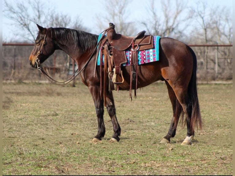 American Quarter Horse Castrone 8 Anni 147 cm Baio ciliegia in STEPHENVILLE, TX