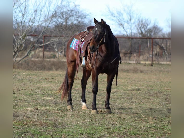 American Quarter Horse Castrone 8 Anni 147 cm Baio ciliegia in STEPHENVILLE, TX