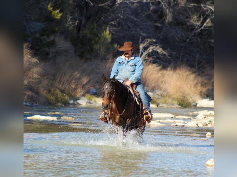 American Quarter Horse Castrone 8 Anni 147 cm Baio ciliegia in STEPHENVILLE, TX