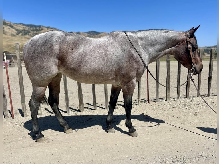 American Quarter Horse Castrone 8 Anni 147 cm Baio roano in Bitterwater CA