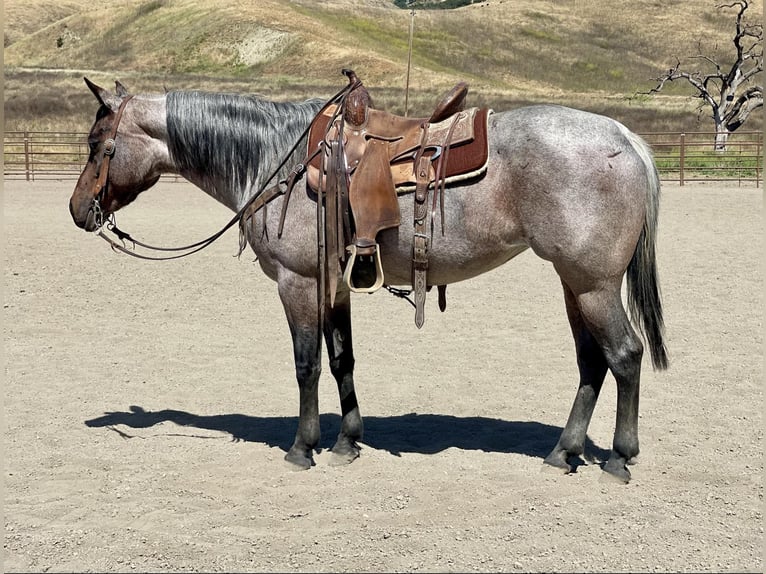 American Quarter Horse Castrone 8 Anni 147 cm Baio roano in Bitterwater CA