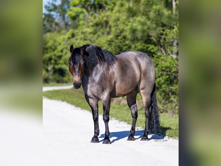 American Quarter Horse Castrone 8 Anni 147 cm Baio roano in Loxahatchee, FL