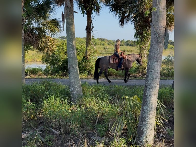 American Quarter Horse Castrone 8 Anni 147 cm Baio roano in Loxahatchee, FL