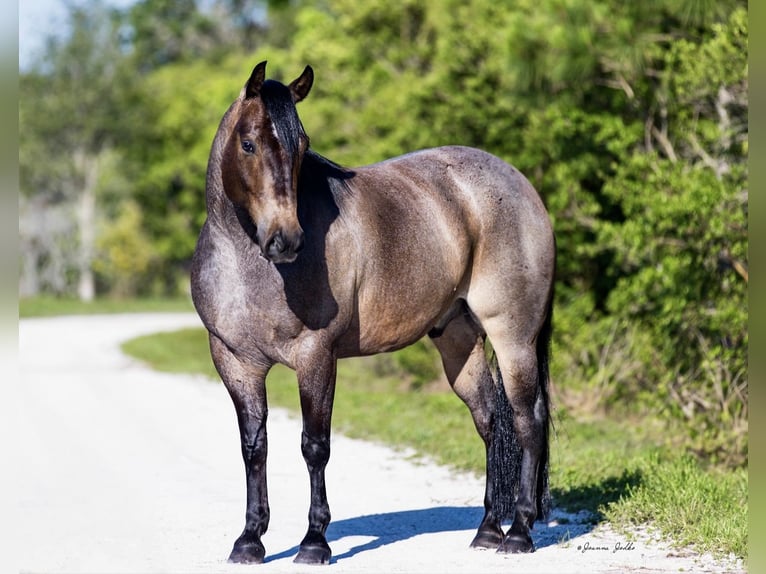 American Quarter Horse Castrone 8 Anni 147 cm Baio roano in Loxahatchee, FL