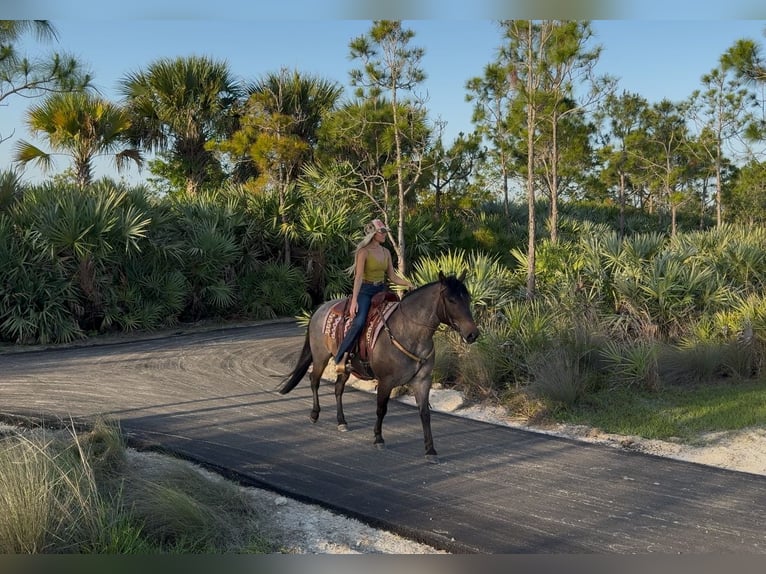 American Quarter Horse Castrone 8 Anni 147 cm Baio roano in Loxahatchee, FL