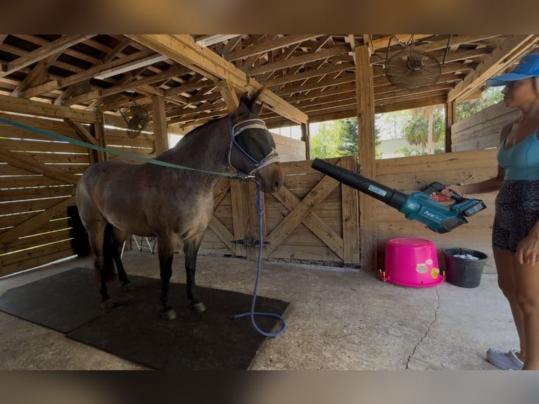 American Quarter Horse Castrone 8 Anni 147 cm Baio roano in Loxahatchee, FL
