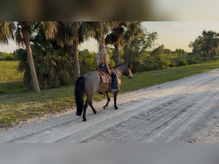 American Quarter Horse Castrone 8 Anni 147 cm Baio roano in Loxahatchee, FL