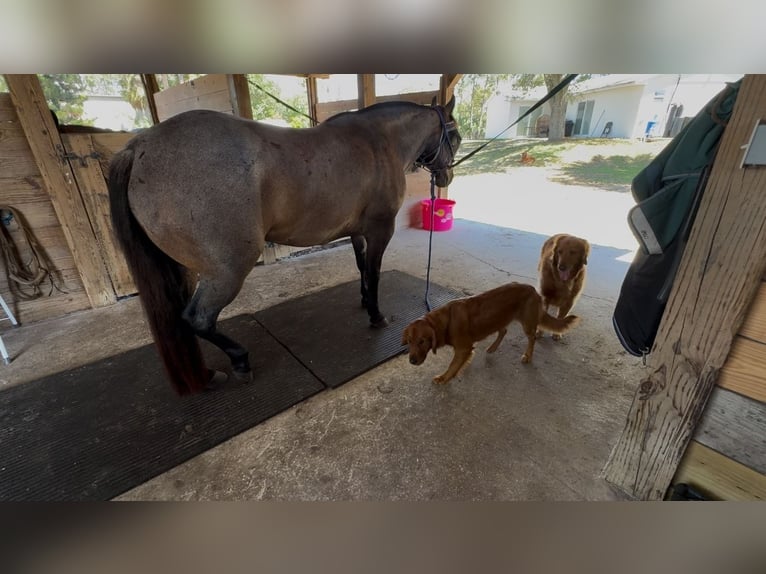 American Quarter Horse Castrone 8 Anni 147 cm Baio roano in Loxahatchee, FL