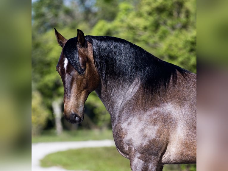 American Quarter Horse Castrone 8 Anni 147 cm Baio roano in Loxahatchee, FL