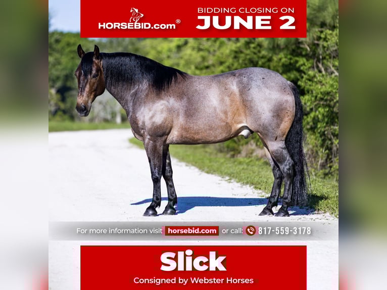 American Quarter Horse Castrone 8 Anni 147 cm Baio roano in Loxahatchee, FL