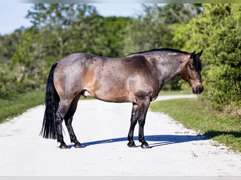 American Quarter Horse Castrone 8 Anni 147 cm Baio roano in Loxahatchee, FL