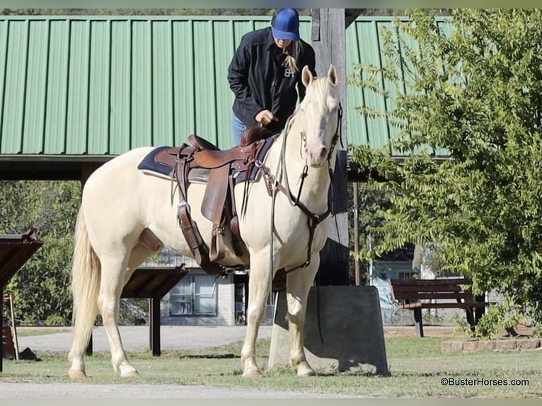 American Quarter Horse Castrone 8 Anni 147 cm Cremello in Weatherford TX