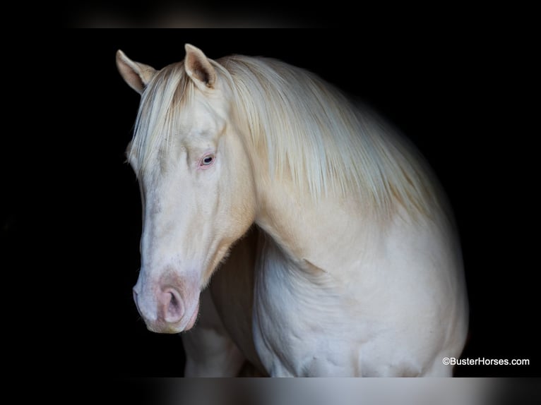 American Quarter Horse Castrone 8 Anni 147 cm Cremello in Weatherford TX