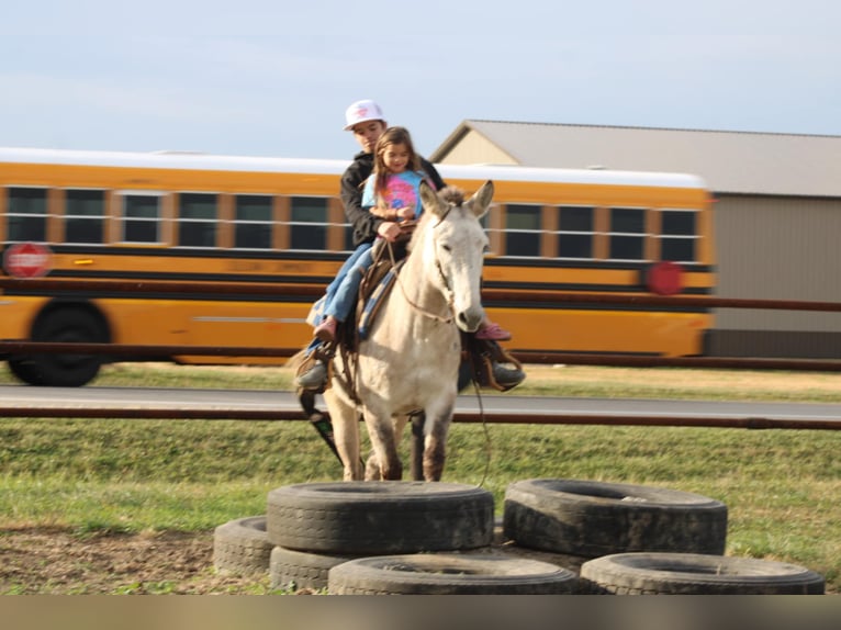 American Quarter Horse Castrone 8 Anni 147 cm Falbo in Charleston IL