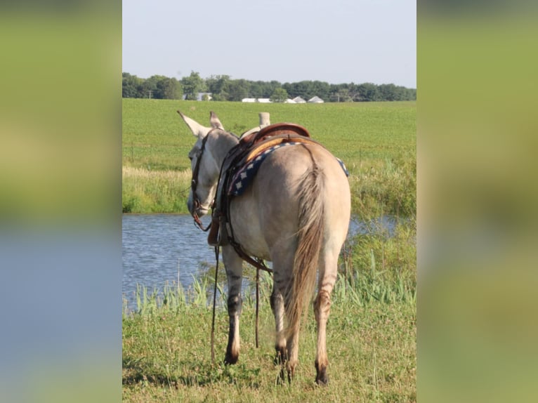 American Quarter Horse Castrone 8 Anni 147 cm Falbo in Charleston IL