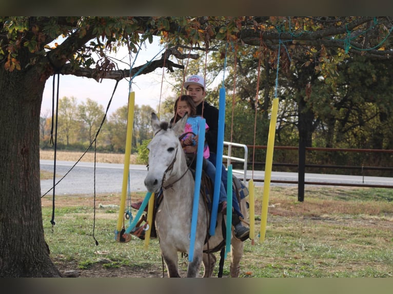 American Quarter Horse Castrone 8 Anni 147 cm Falbo in Charleston IL