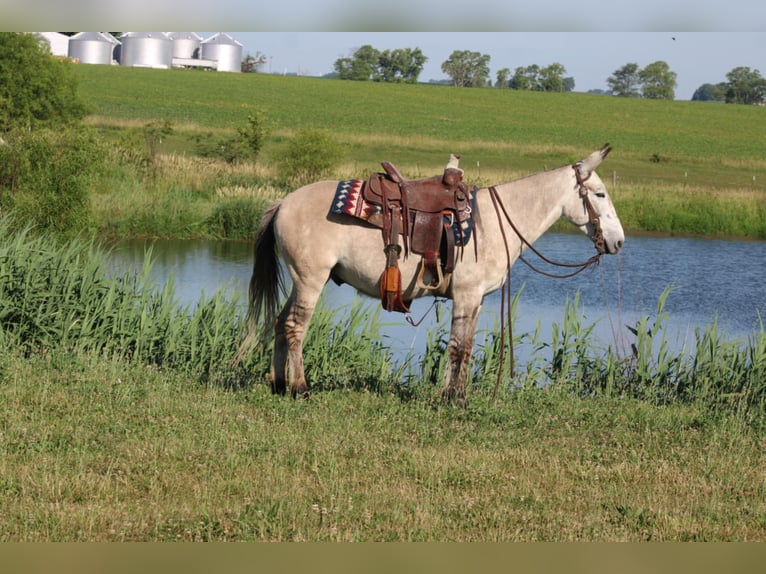 American Quarter Horse Castrone 8 Anni 147 cm Falbo in Charleston IL