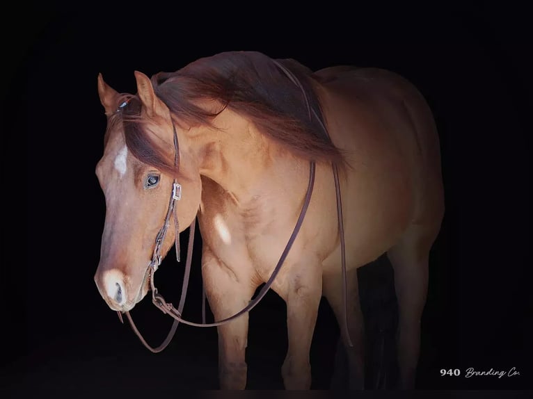 American Quarter Horse Castrone 8 Anni 147 cm Falbo in Weatherford TX